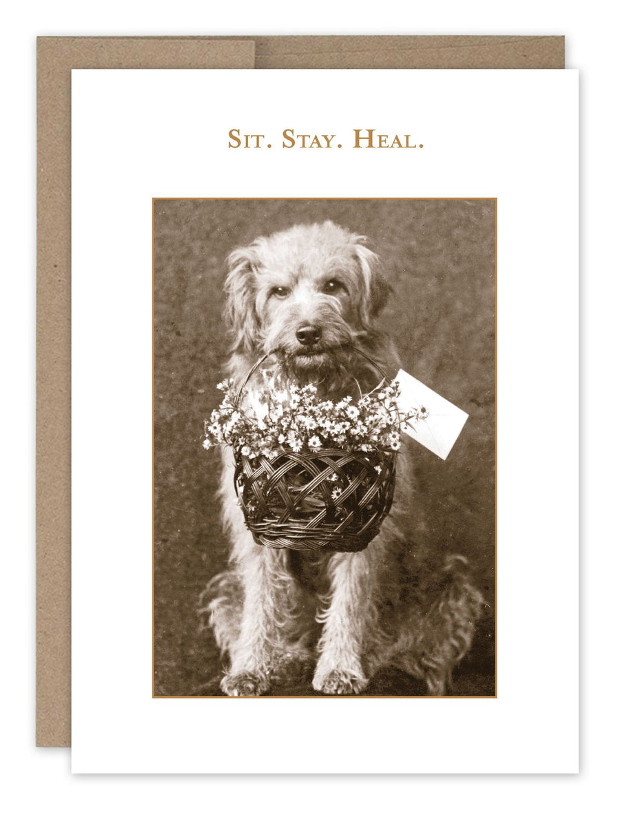 Sit. Stay. Hell. - Get Well Card