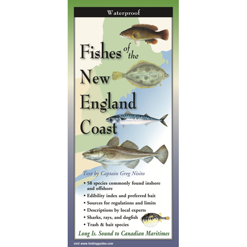 Fishes of the New England Coast