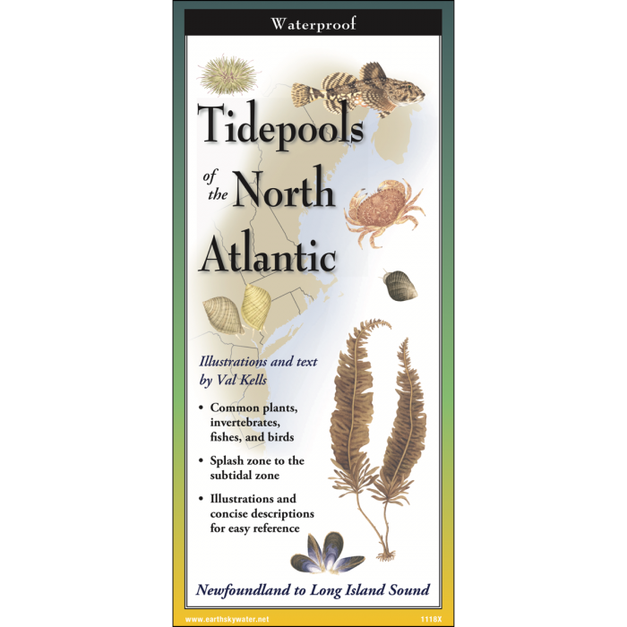Tidepools of the North Atlantic