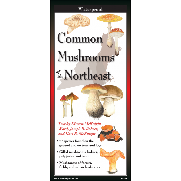 Common Mushrooms of the Northeast